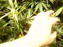 hydro jc2 & soil cheese
