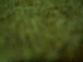 songs (being family, Song 1; song 2) - Thumb #3