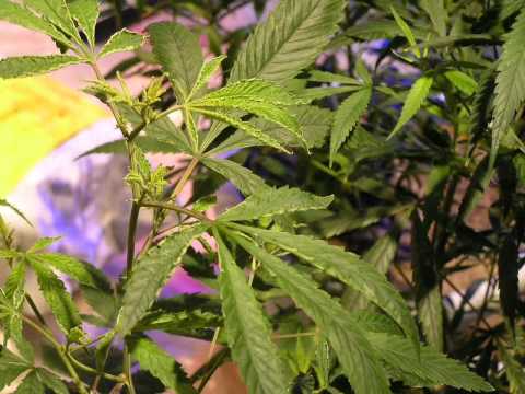 how to treat mg deficiency in cannabis