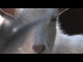 http://bit.ly/k0bLH Animals count vote tomorrow!