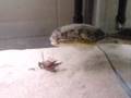 mbu eating
