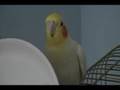 Amazing Cockatiel Bird talking to a plate!