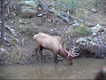 NEW MEXICO BULL ELK BOW HUNT NEW MEXICO BULL ELK BOW HUNT