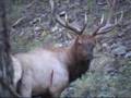 NEW MEXICO BULL ELK BOW HUNT