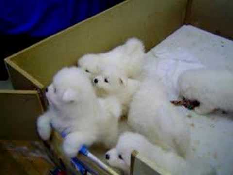 SAMOYED