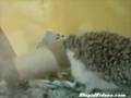 videos de Porcos-espinhos.