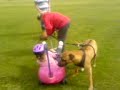 rudolph rhodesian ridgeback reindeer