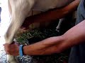 Goat Milk Goat Milk