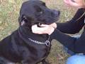 Sweet Pea.wmv