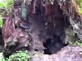 video1.mov Video