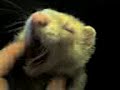 nice ferret nice ferret