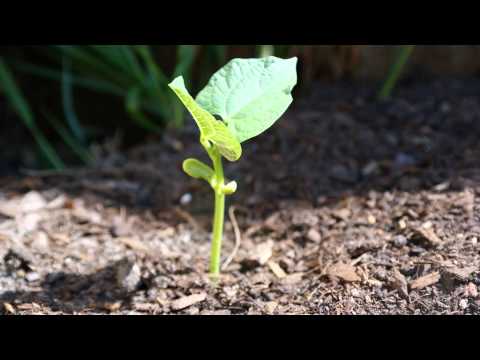 how to fertilize white half runners