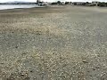 Shells Crunching Underfoot at Low Tide Mapua New Zealand