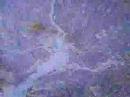 May Peace Prevail On Earth - Part One
