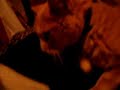 chat-rigolo-matte-chat.html