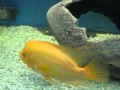 Видео - Аквариумные рыбки - Губастая цихлазома Лабиатум