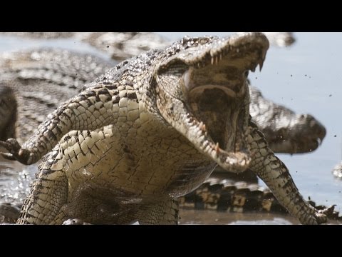 how to treat tsetse fly bites