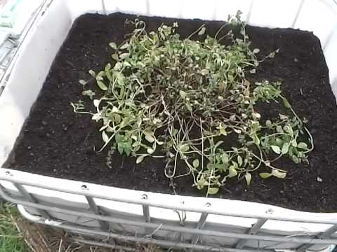 how to fertilize mint plants