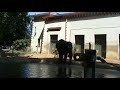 les elephans au zoo les elephans au zoo