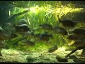 Piranha feeding time at ZSL London Zoo