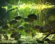 Piranha feeding time at ZSL London Zoo