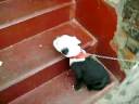Buldogue Campeiro preto de Londrina 3 Buldogue Campeiro preto de Londrina 3