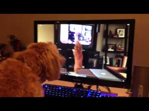 Dog barks at itself barking at itself