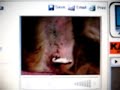 three-pit-bulls-attack-a-labrador-retriever.html