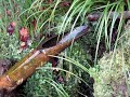 ZEN MIND, BEST RELAXATION MUSIC EVER ---shikisokuzeku by Takeda and RosenBerg