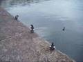 Black Guillemot Party