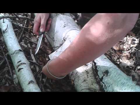 how to harvest birch bark
