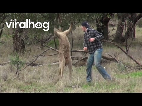 Így menti meg a kutyáját egy kengurutól egy férfi