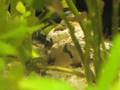 Corydora metae