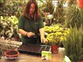 Jardiner�a: C�mo hacer esquejes