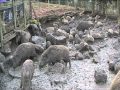 Wildschweine, Frischlinge und Keiler in Aktion. Outdoorbedarf.de