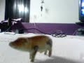 caminando el cerdo (?