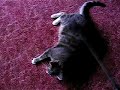BDSM Kitty
