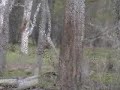 something-stirssambar-grazing.html