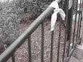 RIP josh waggoner