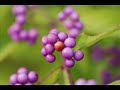 Lugansky - Rachmaninoff Prélude Opus 23 N°5 Lugansky - Rachmaninoff Prélude Opus 23 N°5