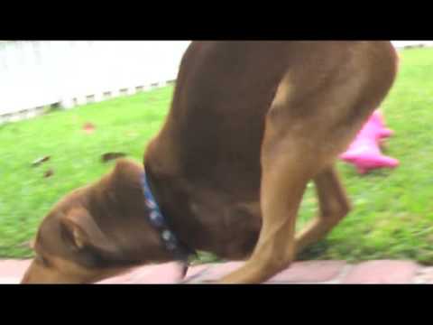 Scooby Roo