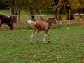 Vinnie Trotting in Slow Motion Vinnie Trotting in Slow Motion