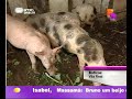 Reportagem - Ca�ador de Trufas Pt1 - Pra�a Alegria
