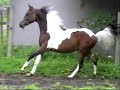 khomoshahn-halfarab-pinto-gelding-sale-video.html