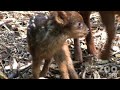 Cute Baby Pudu! One day old Cute Baby Pudu! One day old