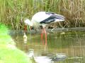 Storch beim Fressen
