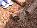 [Video]