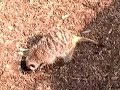Sneezing Meerkat