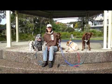how to train a border collie x kelpie