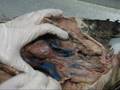 Upper Veins and Arteries and Part of Lower Veins on a Cat
